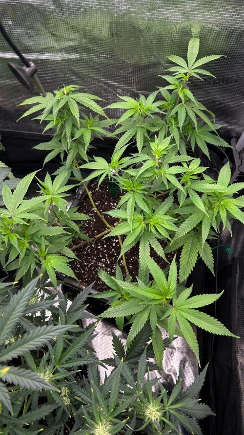 Lemon Haze (Steckling) stayhighッ. Week 8 - 5.10