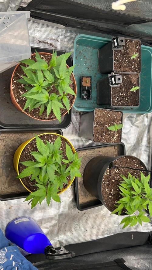 White Gorilla Haze stayhighッ. Week 5 - 2.9