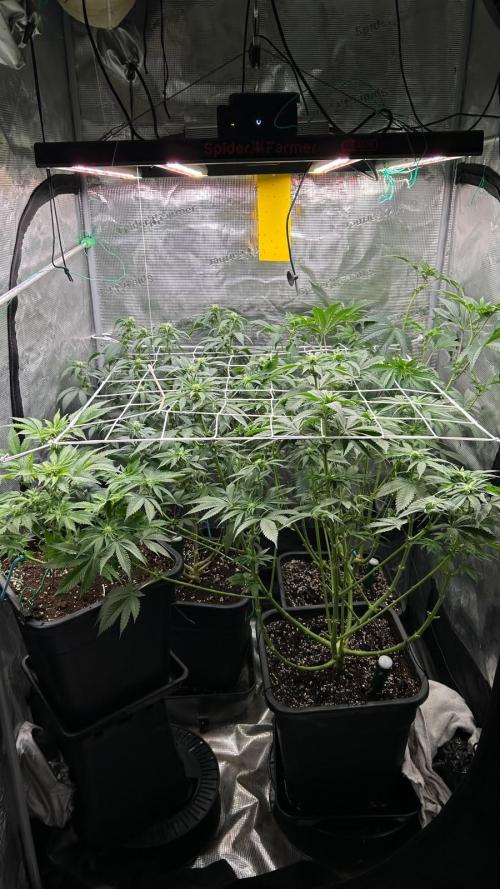 Gorilla Jealousy F1 (Seedsman) Stayhighッ. Week 9