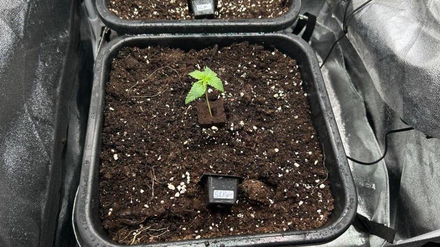 SLH x Pink Candy (GHS) stayhighッ. Week 2 - 18.10