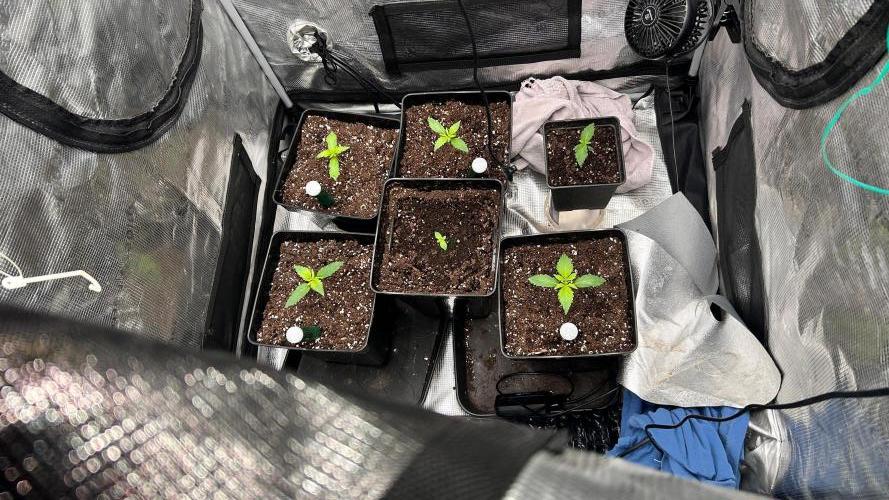 Mandarin Cookies V2. Week 2