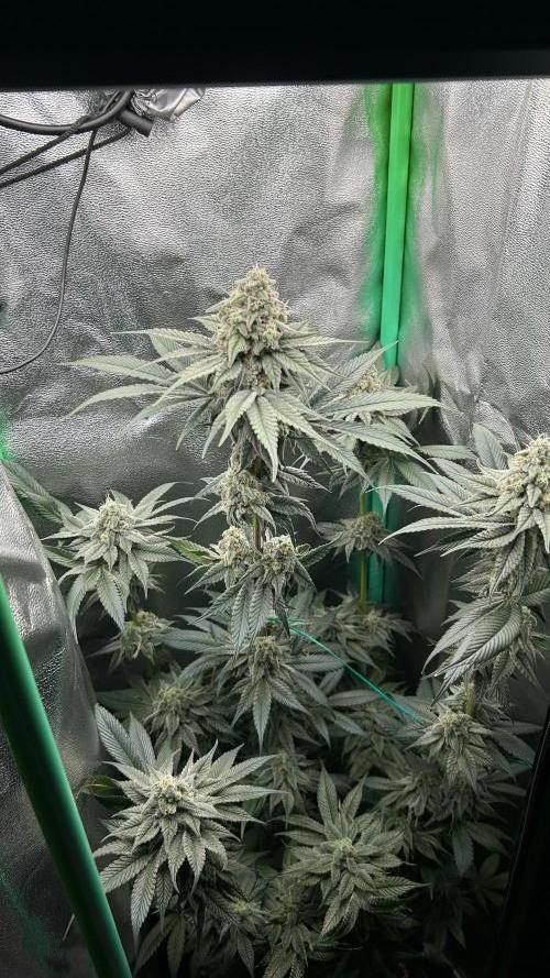 stayhighッ #420 ッ. Week 12 - 26.12 Cherry Poppers