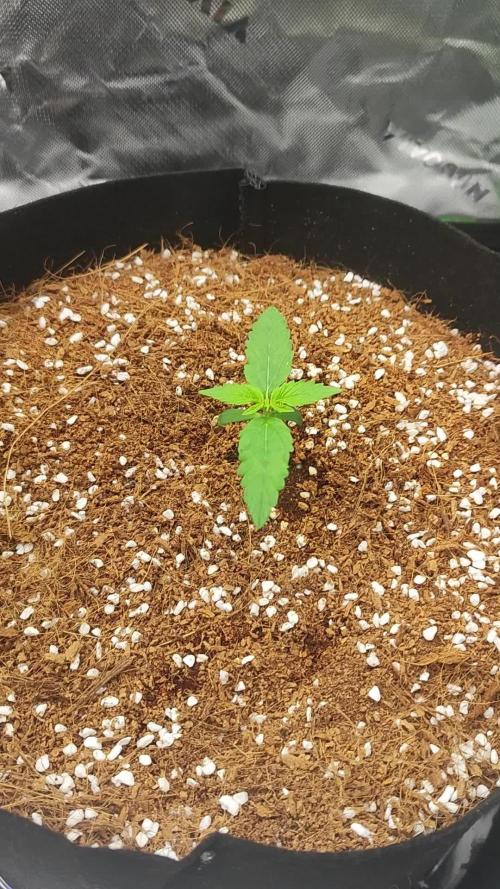 Dos Si Dos Cookies Auto - 00 Seeds