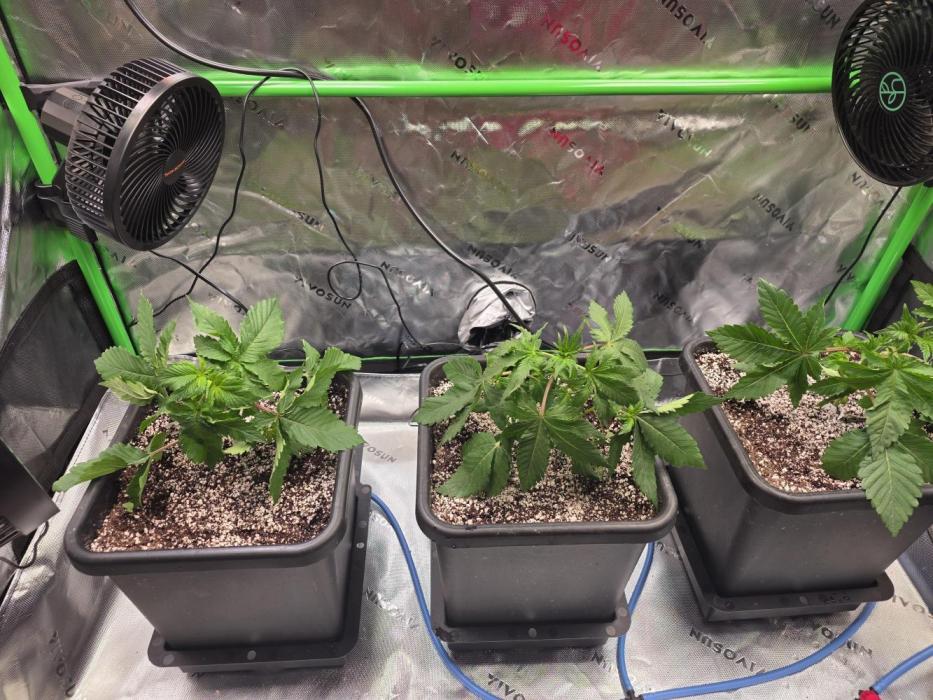Candy Bubatz XL Grow. Week 1 - Stecklinge eingesetzt und mit jeweils 2 Litern Nährlösung angegossen. 