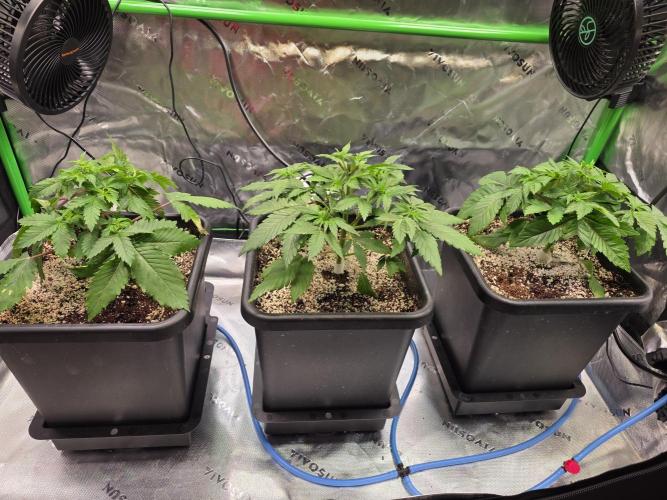 Candy Bubatz XL Grow. Week 1 - Heute habe ich fiebladies ab der 4 nodie getoppt. 