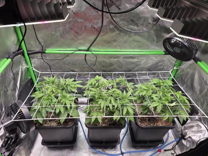 Candy Bubatz XL Grow. Week 2 - Scrog Netz gespannt, die großen Schattenblätter entfernt und jetzt wird gefloch.