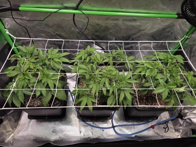 Candy Bubatz XL Grow. Week 2