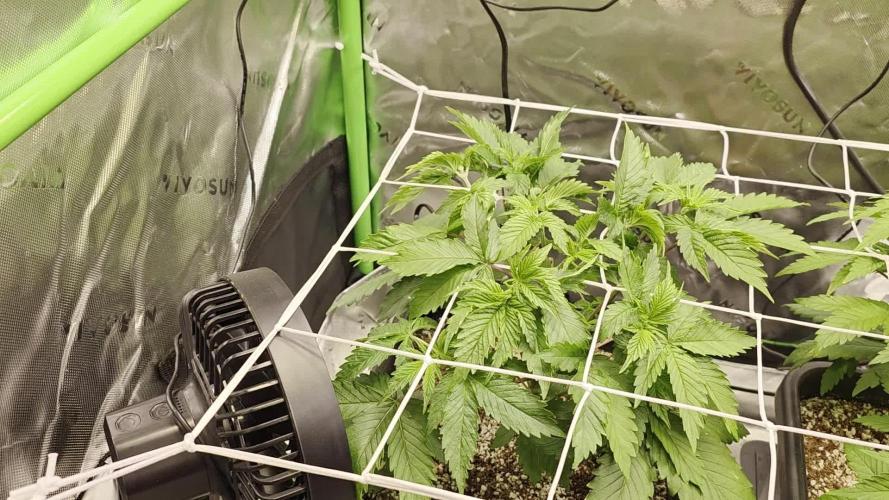 Candy Bubatz XL Grow