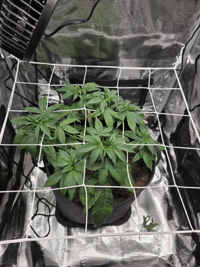 Mandarine Jam 🍊🍊. Week 2