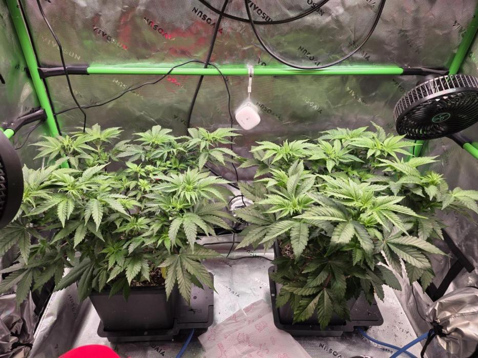 Candy Bubatz XL Grow. Week 3