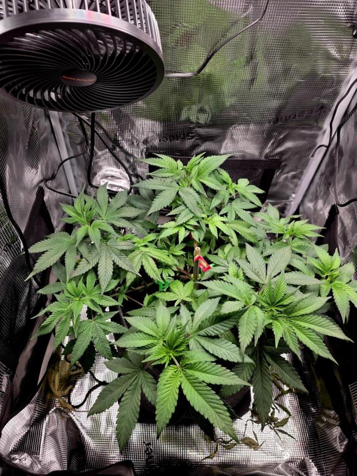 Mandarine Jam 🍊🍊. Week 3