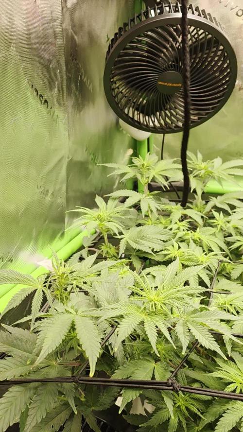 Candy Bubatz XL Grow