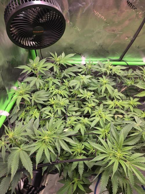 Candy Bubatz XL Grow. Week 4