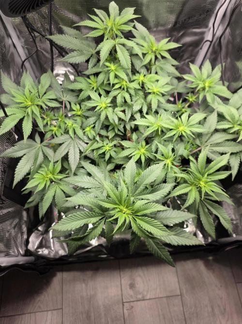 Mandarine Jam 🍊🍊. Week 4