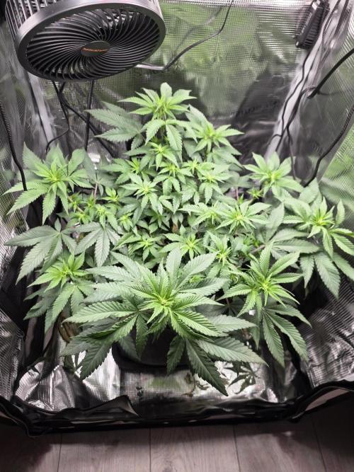 Mandarine Jam 🍊🍊. Week 4