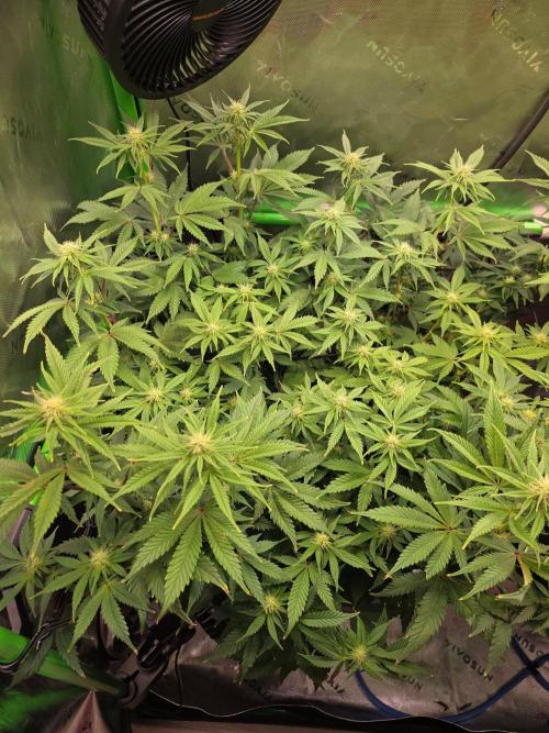 Candy Bubatz XL Grow. Week 5