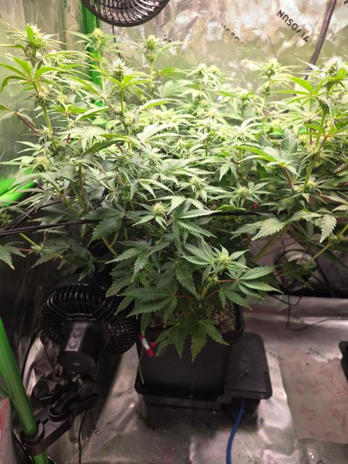 Candy Bubatz XL Grow. Week 5 - In ca 2 Tagen wird gelollipopped ✂️ 