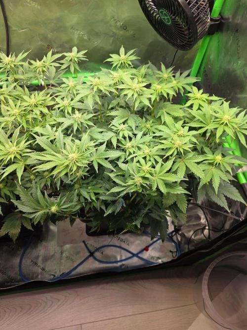 Candy Bubatz XL Grow. Week 5