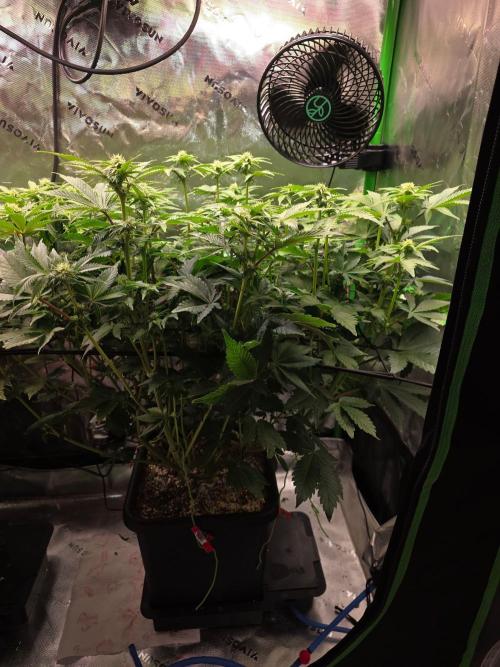 Candy Bubatz XL Grow. Week 5 - In ca. 2 Tagen wird gelollipopped ✂️. 