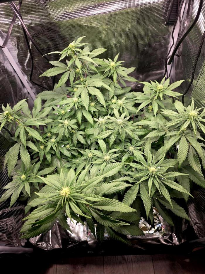 Mandarine Jam 🍊🍊. Week 5 - Ca in 2 Tagen wird gelollipopped ✂️ 