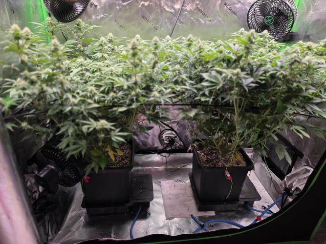 Candy Bubatz XL Grow. Week 6 - Vor dem lollipopping 