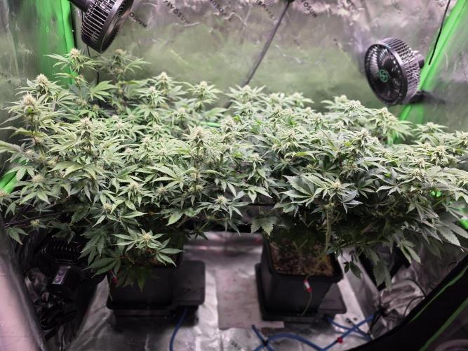 Candy Bubatz XL Grow. Week 6 - Vor dem lollipopping 