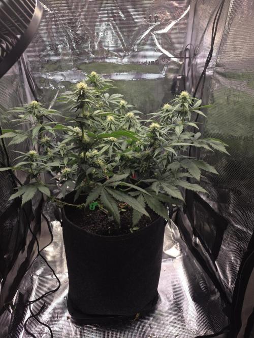 Mandarine Jam 🍊🍊. Week 6