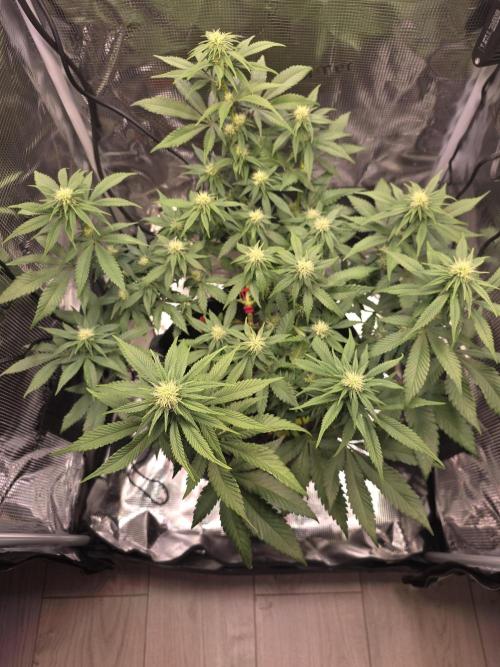 Mandarine Jam 🍊🍊. Week 6