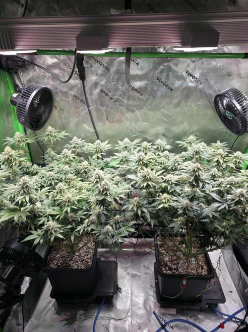 Candy Bubatz XL Grow. Week 7