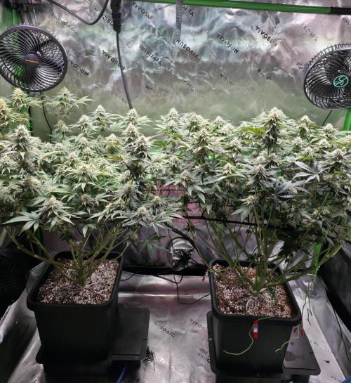 Candy Bubatz XL Grow. Week 7