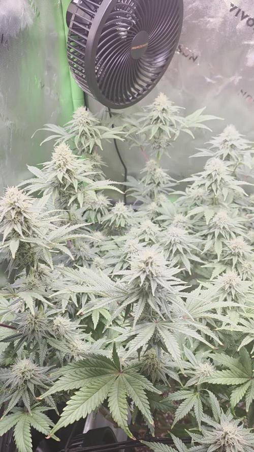 Candy Bubatz XL Grow