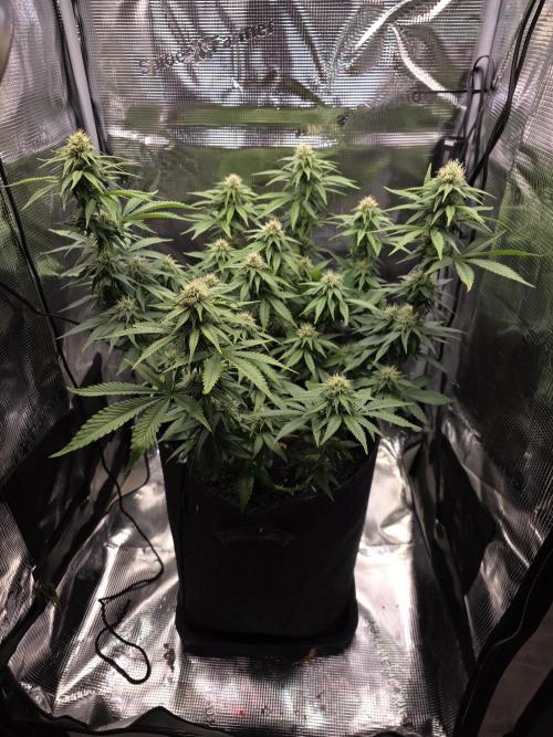 Mandarine Jam 🍊🍊. Week 7