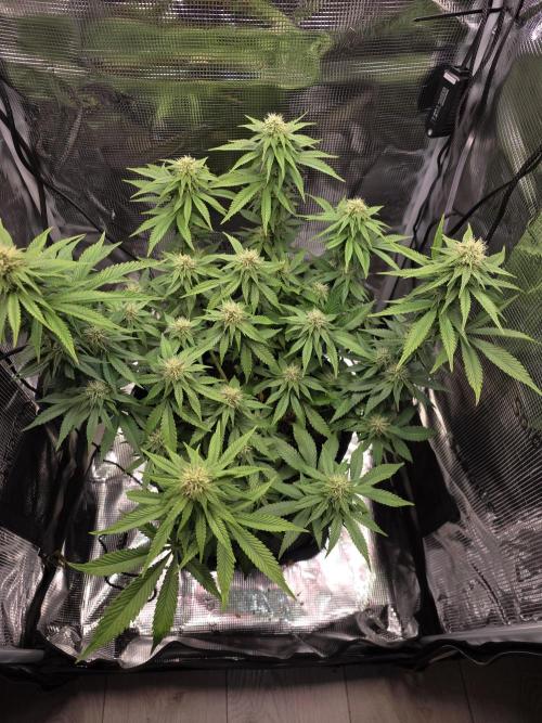 Mandarine Jam 🍊🍊. Week 7