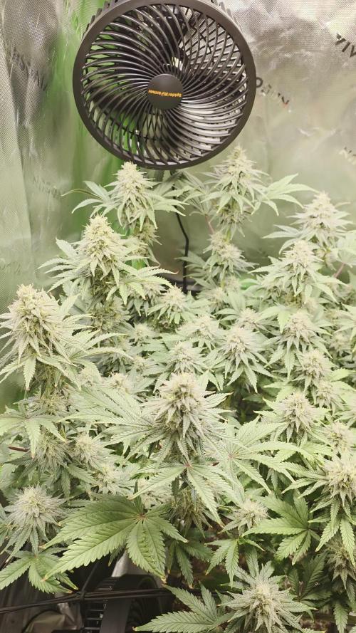 Candy Bubatz XL Grow