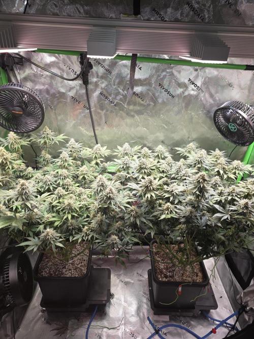 Candy Bubatz XL Grow. Week 8