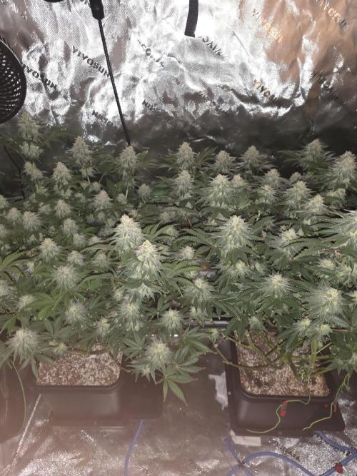 Candy Bubatz XL Grow. Week 8