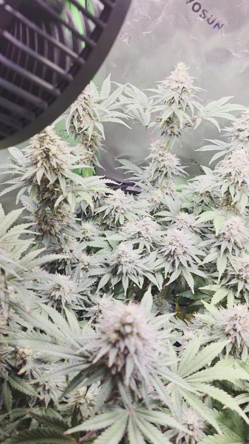 Candy Bubatz XL Grow