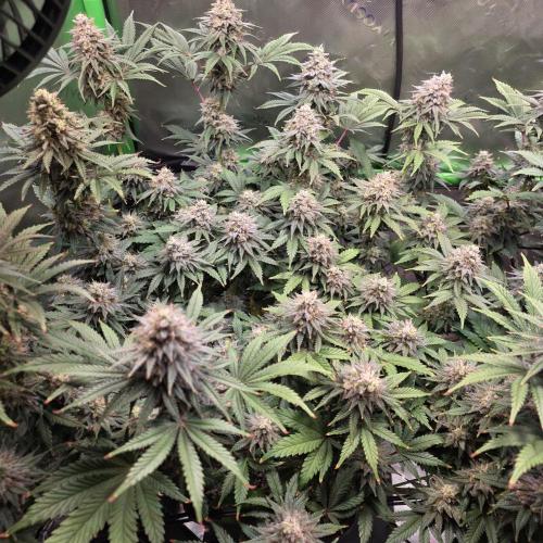 Candy Bubatz XL Grow. Week 9