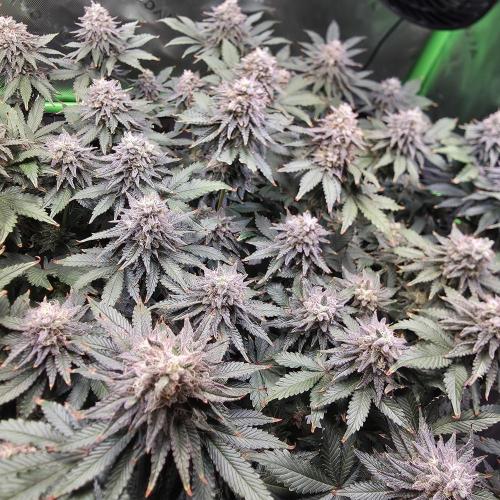 Candy Bubatz XL Grow. Week 9