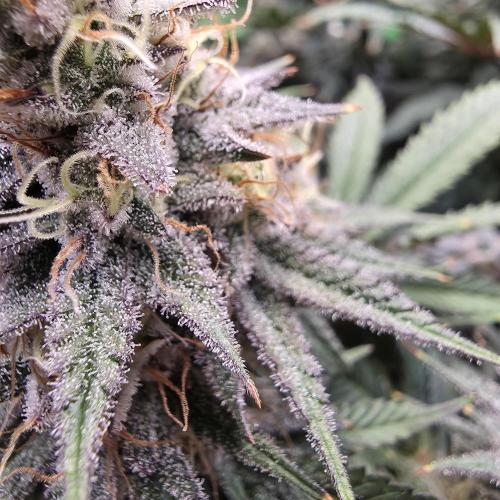 Candy Bubatz XL Grow. Week 9 - Die meisten trichome sind milchig, bernsteinfarbene fehlen aber noch