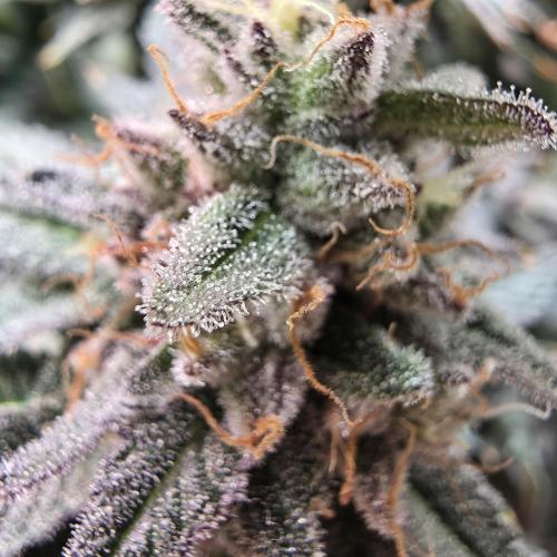 Candy Bubatz XL Grow. Week 9 - Die meisten trichome sind milchig, bernsteinfarbene fehlen aber noch