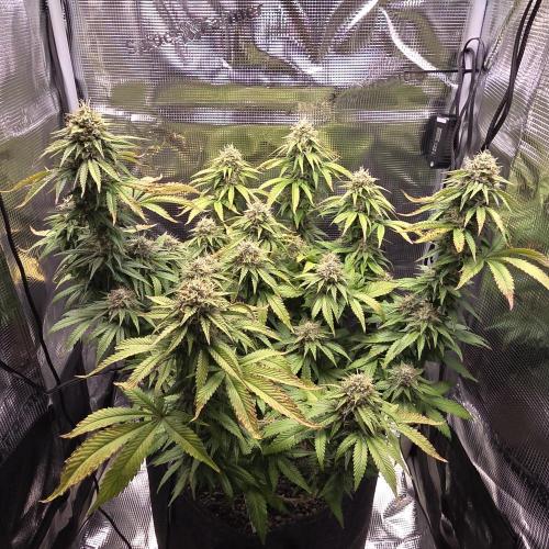 Mandarine Jam 🍊🍊. Week 8