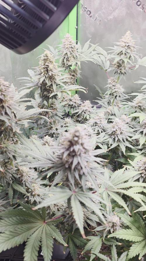 Candy Bubatz XL Grow