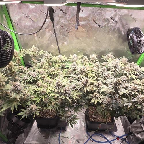 Candy Bubatz XL Grow. Week 10