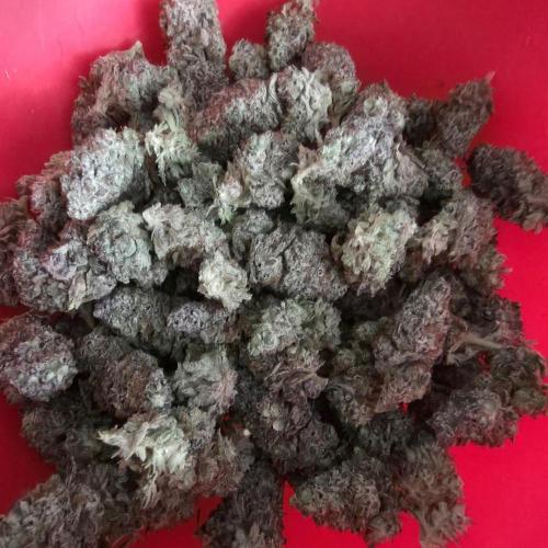 Candy Bubatz XL Grow. Week 11