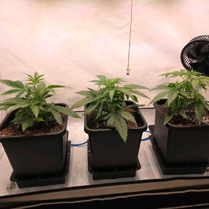 Green poison 😋. Week 1
