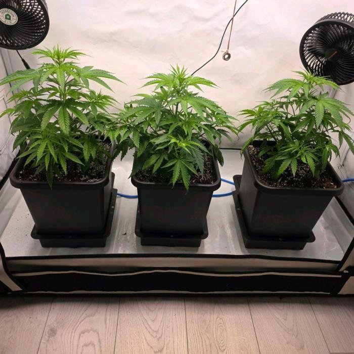 Green poison 😋. Week 2