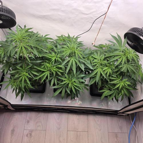 Green poison 😋. Week 3
