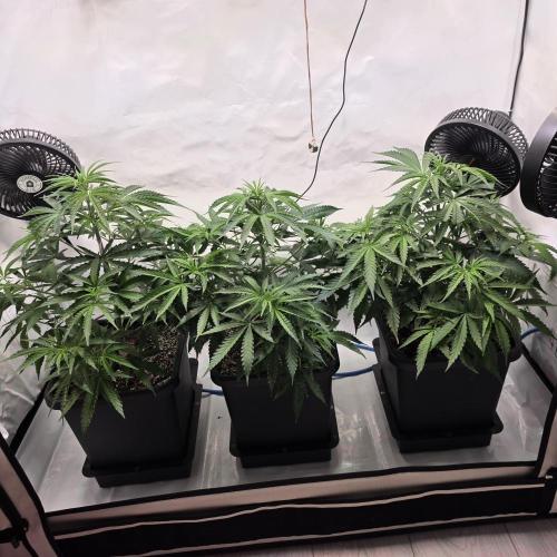 Green poison 😋. Week 3