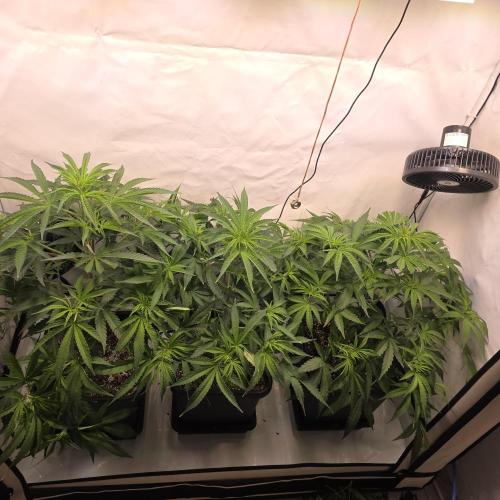 Green poison 😋. Week 4